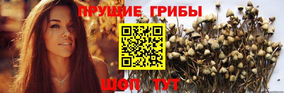Псилоцибиновые грибы Cubensis Калач-на-Дону